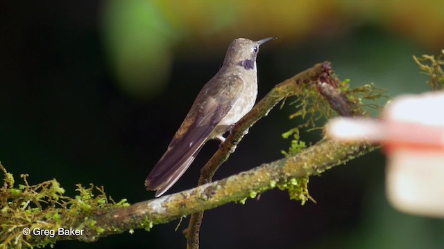 kolibřík fialovouchý - ML201819921