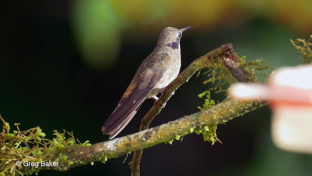 Colibrí Pardo - ML201819921