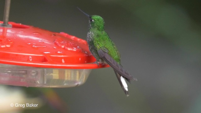 Colibrí Puntiblanco Oriental - ML201819931