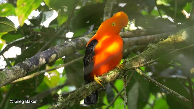 Gallito de las Rocas Peruano - ML201819961