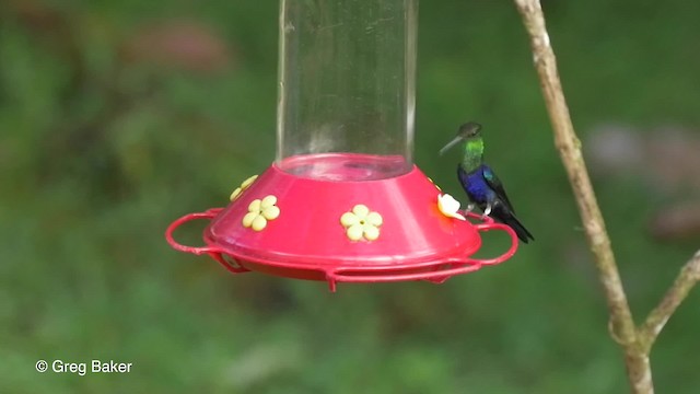 kolibřík nymfový - ML201819971