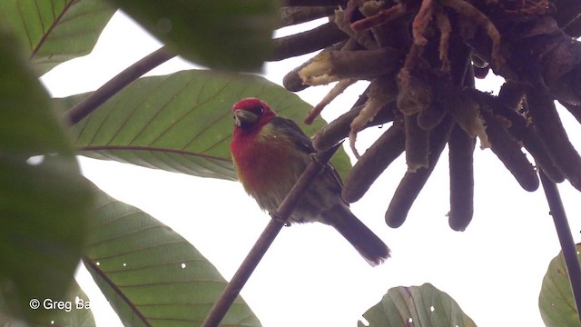 Red-headed Barbet - ML201820001