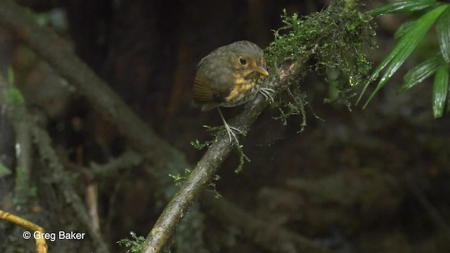 Ochre-breasted Antpitta - ML201820011