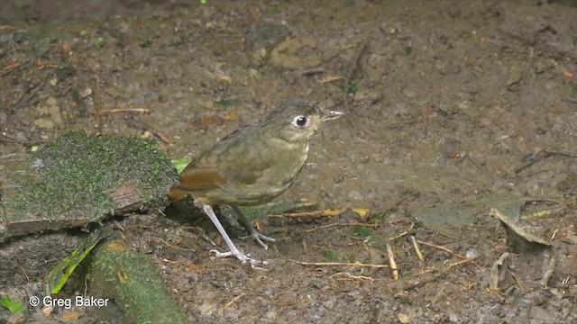 Plain-backed Antpitta - ML201820021