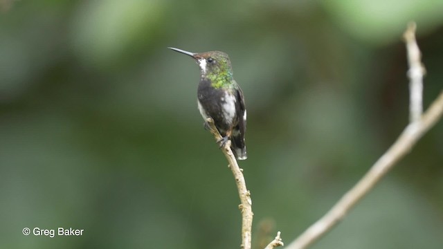 kolibřík ostrochocholatý - ML201820041