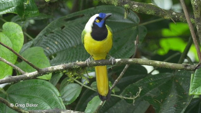 Green Jay (Inca) - ML201820061