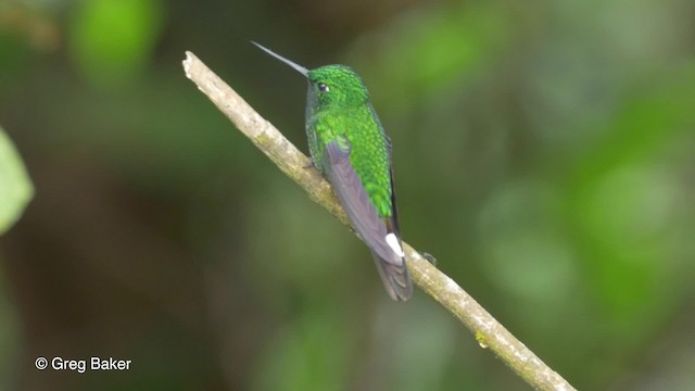 Colibri à sous-caudales rousses - ML201820071