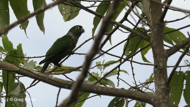 オグロウロコインコ（melanura グループ） - ML201820081