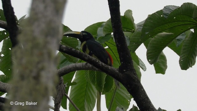 Many-banded Aracari - ML201820111
