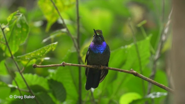 Colibrí del Napo - ML201820151