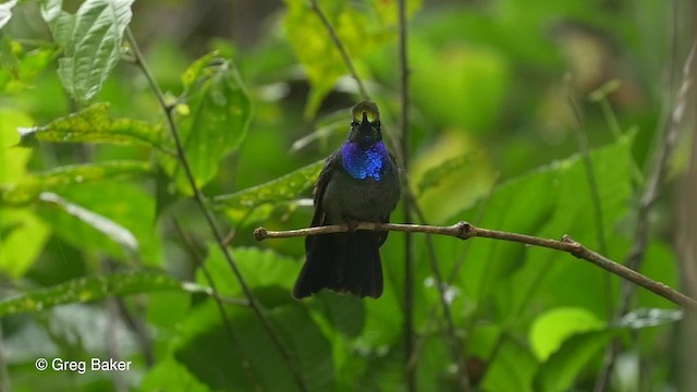 Colibrí del Napo - ML201820161