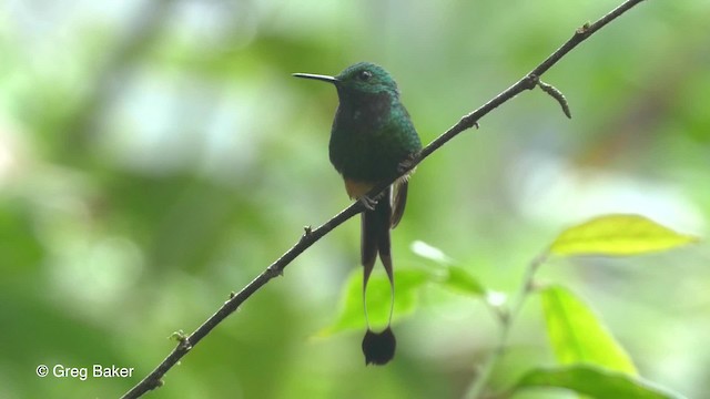 Colibrí de Raquetas Peruano - ML201820171