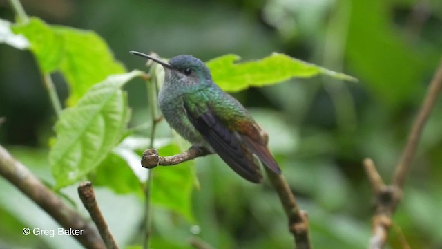 Golden-tailed Sapphire - ML201820181