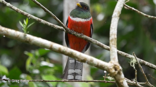 Halkalı Trogon [collaris grubu] - ML201820191