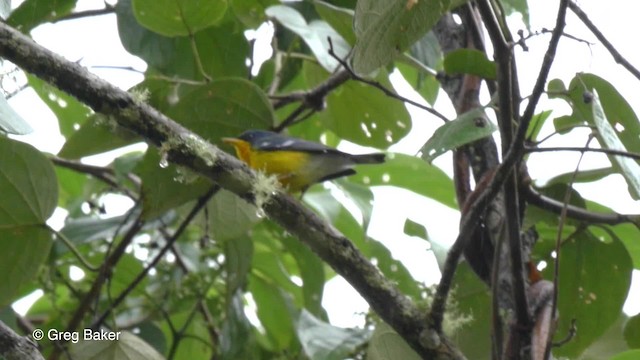 Tropical Parula (South American) - ML201820201