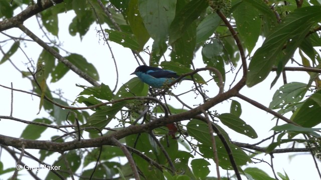 Black-faced Dacnis (Black-faced) - ML201820211