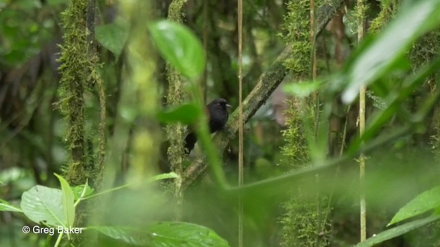 Glutaugen-Ameisenvogel (castanoptera) - ML201820221