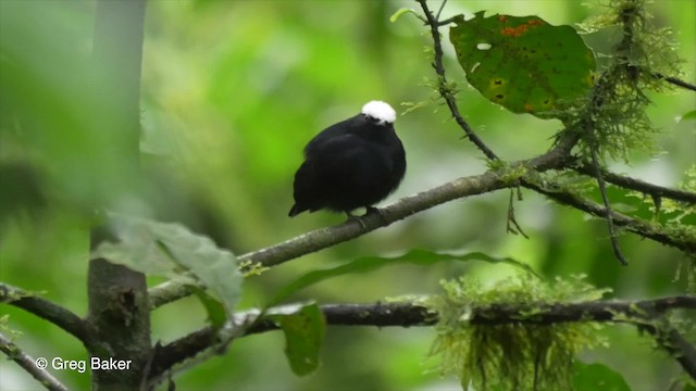 Manakin à dos bleu - ML201820231