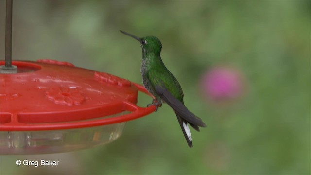 Colibri à sous-caudales rousses - ML201820251