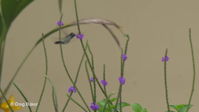 Colibri à tête violette - ML201820271