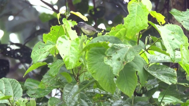 Yellow-breasted Antwren - ML201820301