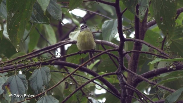 Mosquerito Cabecigrís - ML201820311