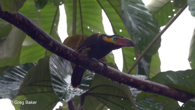 Toucanet de Reinwardt (reinwardtii) - ML201820321