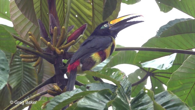 Many-banded Aracari - ML201820341
