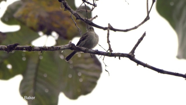 Golden-faced Tyrannulet (Golden-faced) - ML201820371