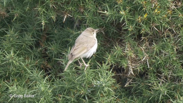 Booted Warbler - ML201820471