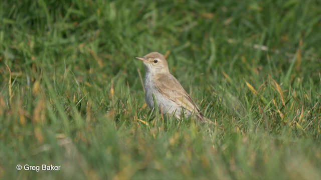 Booted Warbler - ML201820481