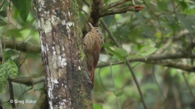Striped Woodcreeper - ML201820531