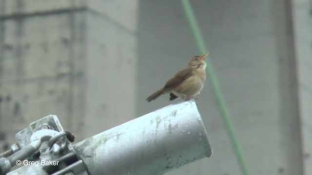 House Wren (Southern) - ML201820541