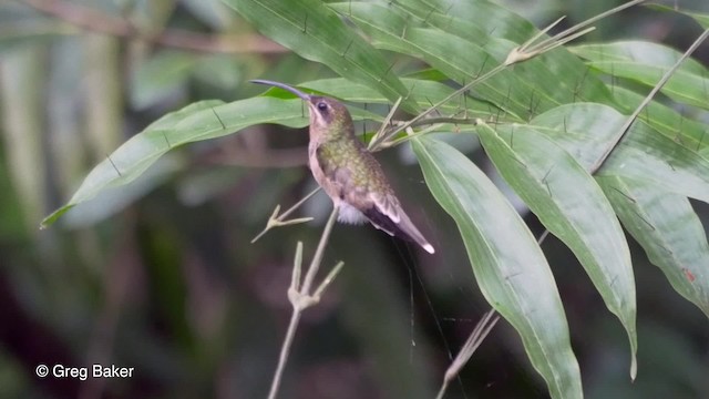 Rufous-breasted Hermit - ML201820551