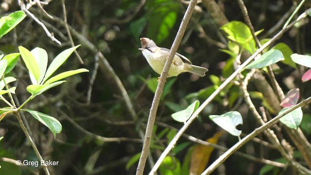 Whiskered Yuhina - ML201820571