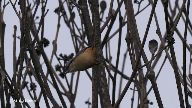 White-tailed Nuthatch - ML201820601