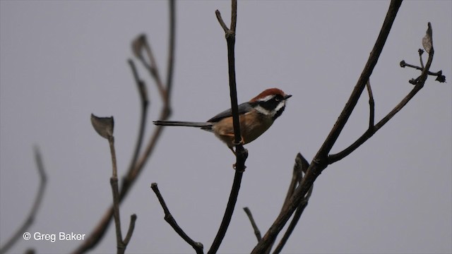 Orite à tête rousse (iredalei/rubricapillus) - ML201820611