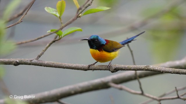 Green-tailed Sunbird (Green-tailed) - ML201820621
