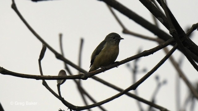 Fire-breasted Flowerpecker - ML201820631