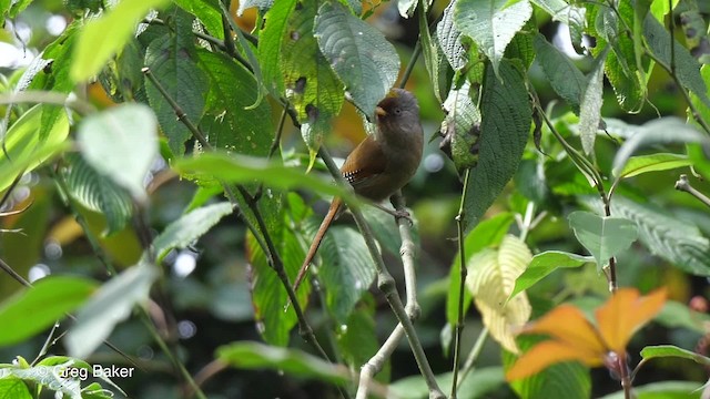 Rusty-fronted Barwing - ML201820641