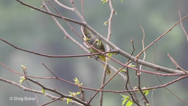 Bulbul Estriado - ML201820651