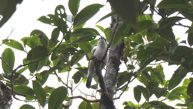 Vireo Alcaudón Cejiblanco (validirostris) - ML201820661