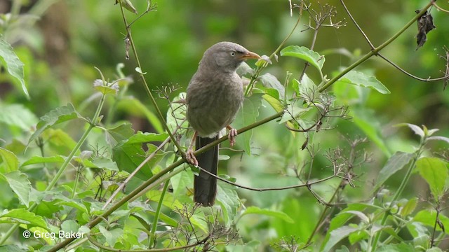 ツチイロヤブチメドリ（striata グループ） - ML201820731