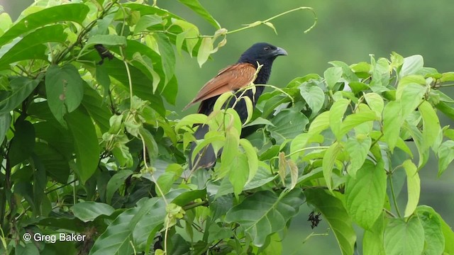 Lesser Coucal - ML201820741