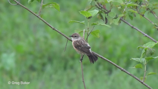 Siberian Stonechat (Siberian) - ML201820791