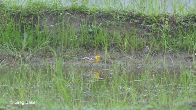 Citrine Wagtail (Gray-backed) - ML201820811