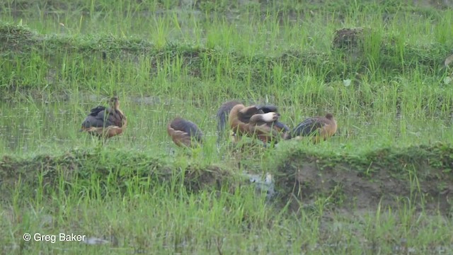 Lesser Whistling-Duck - ML201820821