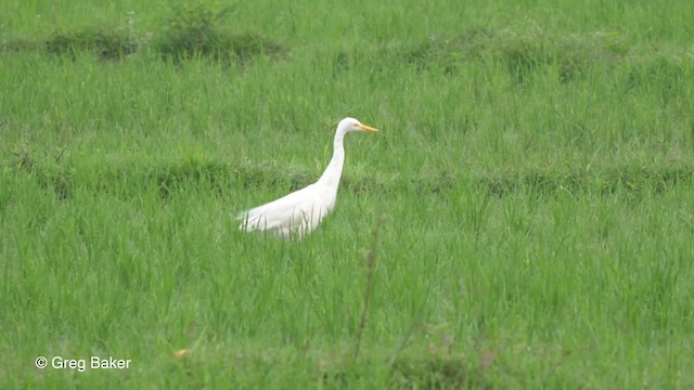 中白鷺 - ML201820831