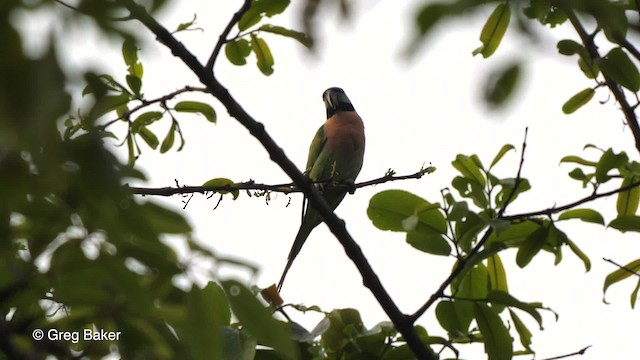 Red-breasted Parakeet - ML201820871