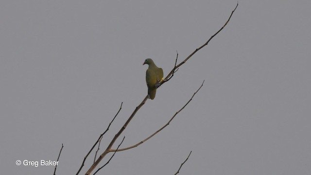 Thick-billed Green-Pigeon - ML201820891